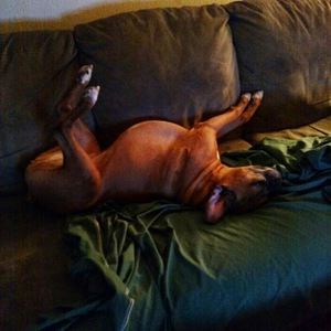 Meet your Posher, Dawn